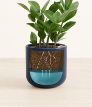 Load image into Gallery viewer, ZZ Plant
