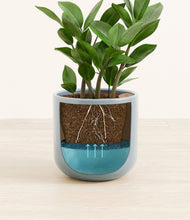 Load image into Gallery viewer, ZZ Plant
