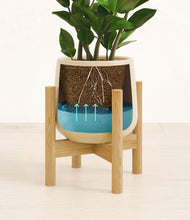 Load image into Gallery viewer, ZZ Plant
