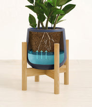 Load image into Gallery viewer, ZZ Plant
