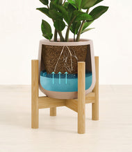 Load image into Gallery viewer, ZZ Plant
