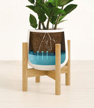 Load image into Gallery viewer, ZZ Plant
