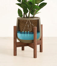 Load image into Gallery viewer, ZZ Plant
