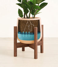 Load image into Gallery viewer, ZZ Plant
