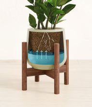 Load image into Gallery viewer, ZZ Plant
