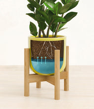 Load image into Gallery viewer, ZZ Plant
