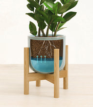 Load image into Gallery viewer, ZZ Plant
