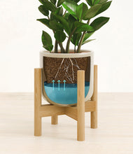 Load image into Gallery viewer, ZZ Plant
