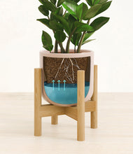 Load image into Gallery viewer, ZZ Plant

