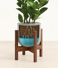 Load image into Gallery viewer, ZZ Plant
