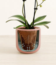 Load image into Gallery viewer, Striped Rose Pink stand:all
