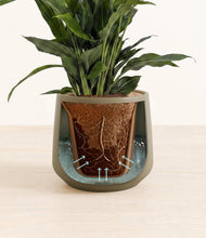 Load image into Gallery viewer, Olive stand:all
