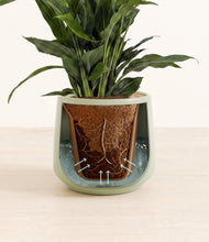 Load image into Gallery viewer, Turquoise stand:all
