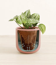Load image into Gallery viewer, Striped Rose Pink stand:all
