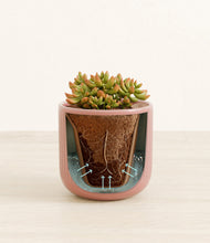 Load image into Gallery viewer, Striped Rose Pink stand:all
