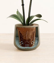 Load image into Gallery viewer, Olive stand:all
