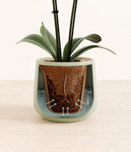 Load image into Gallery viewer, Turquoise stand:all
