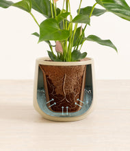 Load image into Gallery viewer, Almond Green stand:all
