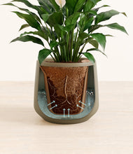 Load image into Gallery viewer, Olive stand:all

