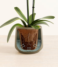 Load image into Gallery viewer, Olive stand:all
