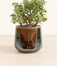 Load image into Gallery viewer, Olive stand:all
