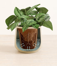 Load image into Gallery viewer, Almond Green stand:all
