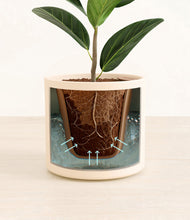 Load image into Gallery viewer, Almond Green stand:all
