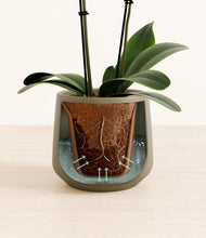 Load image into Gallery viewer, Olive stand:all
