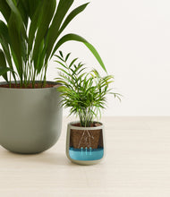 Lade das Bild in den Galerie-Viewer, Aloe Vera stand:all
