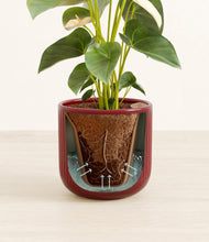 Load image into Gallery viewer, Striped Cherry Red stand:all
