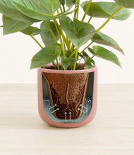 Load image into Gallery viewer, Striped Rose Pink stand:all
