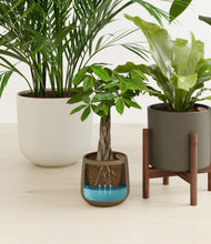 Load image into Gallery viewer, Woodland stand:two_stands
