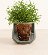 Load image into Gallery viewer, Olive stand:all
