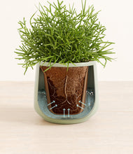 Load image into Gallery viewer, Turquoise stand:all

