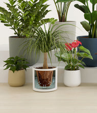 Lade das Bild in den Galerie-Viewer, Earthy stand:all

