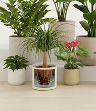 Lade das Bild in den Galerie-Viewer, Sandy stand:all
