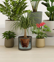 Lade das Bild in den Galerie-Viewer, Woodland stand:all
