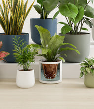 Lade das Bild in den Galerie-Viewer, Earthy stand:all
