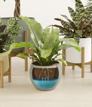 Load image into Gallery viewer, Earthy stand:four_stands
