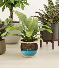 Load image into Gallery viewer, Woodland stand:two_stands
