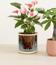 Load image into Gallery viewer, Rose Garden stand:all
