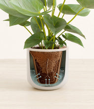 Load image into Gallery viewer, Snowdrift White stand:all
