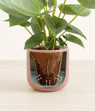 Load image into Gallery viewer, Striped Rose Pink stand:all
