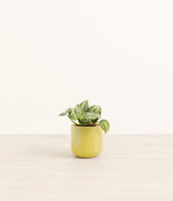 Load image into Gallery viewer, Key Lime Yellow*****Profile
