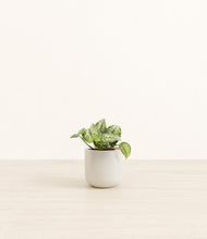 Load image into Gallery viewer, Cotton White*****Profile
