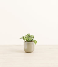 Load image into Gallery viewer, Sage Green*****Profile
