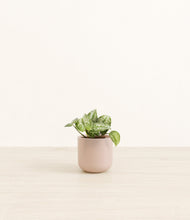 Load image into Gallery viewer, Sandy Pink*****Profile
