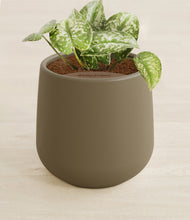 Load image into Gallery viewer, Olive stand:all
