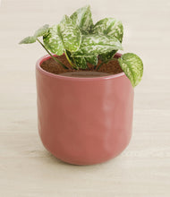 Load image into Gallery viewer, Hammered Rose Pink stand:all
