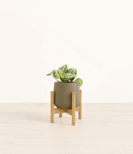 Load image into Gallery viewer, Olive stand:bamboo
